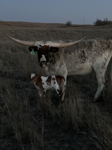 Unnamed RFJ Royal Heifer 202