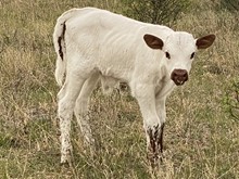 CHR Daisy Dollop Bull 2213