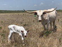 Sassy Eclipse bull calf 2020