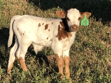 Maggie May Bull Calf 207