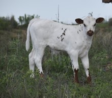 Royal Starlet bull 2318