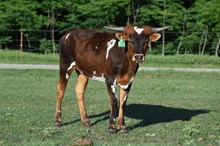 CHR Troubadour’s Ruby