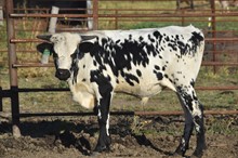TOMBSTONE 201 X JBR AMERICAN HEARTLAND TAG 302