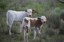 RJF Sassy Eclipse bull calf 2303