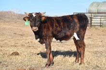 Dark Cherry 2423 Heifer