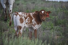 Royal Whiteout bull 2314