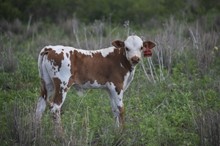 Star Struck bull 2315