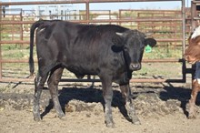 TOMBSTONE 201 X NETTIE 1855 TAG 305