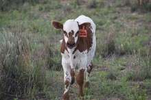 Daisy Dollop bull 2313