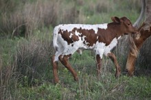 Rim of Rubies bull 2321