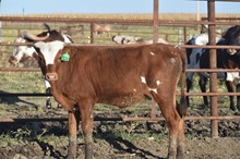 TOMBSTONE 201 X JBR LADY LIBERTY TAG 307