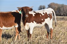Rim of Royalty Heifer 2401