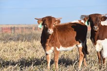 Casanova Fullasass Heifer 2405