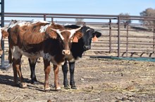 Prides Redhot bull 2415