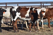 Royal Bull 2404