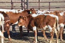 RJF Fullasass Lady 2424 Bull