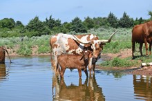 Worthy Lady bull 2310