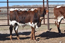 Maggie May bull 2419