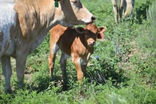 Casanova Fullasass bull 2316