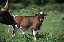 Rainbow bull calf 2307