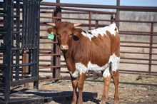 Worthy Lady heifer 2406