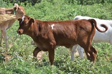 Flower bull 2312