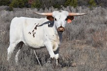 Royal Starlet bull 2318