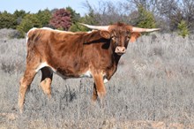 Casanova Fullasass bull 2316