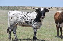 CHR Chance’s Royal Bella