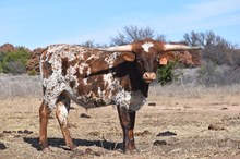 Royal Whiteout bull 2314