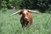 Cowgirl steer 2115