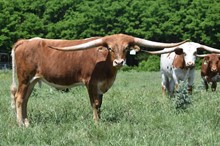 Bull calf 209 Royal Starlet