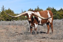 IM Sue Steer