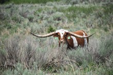 IM Sue Steer