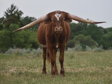Cowgirl steer 2115