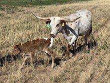 Bull calf 209 Royal Starlet