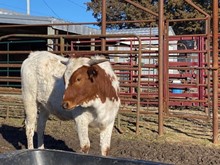 CHR Rim of Pearls x Cowboys Casanova's Pride