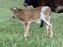Rainbow 2420 bull