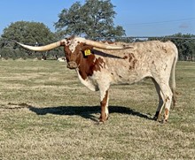 RJF Pretty  Cowgirl