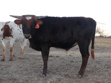 Worthy Lady bull 2310