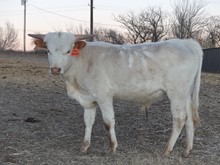 RJF Sassy Eclipse bull calf 2303