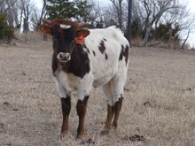 Maggie May bull 2323