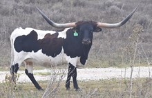 CHR Troubadour’s Hope