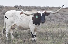 CHR Okie’s Twister